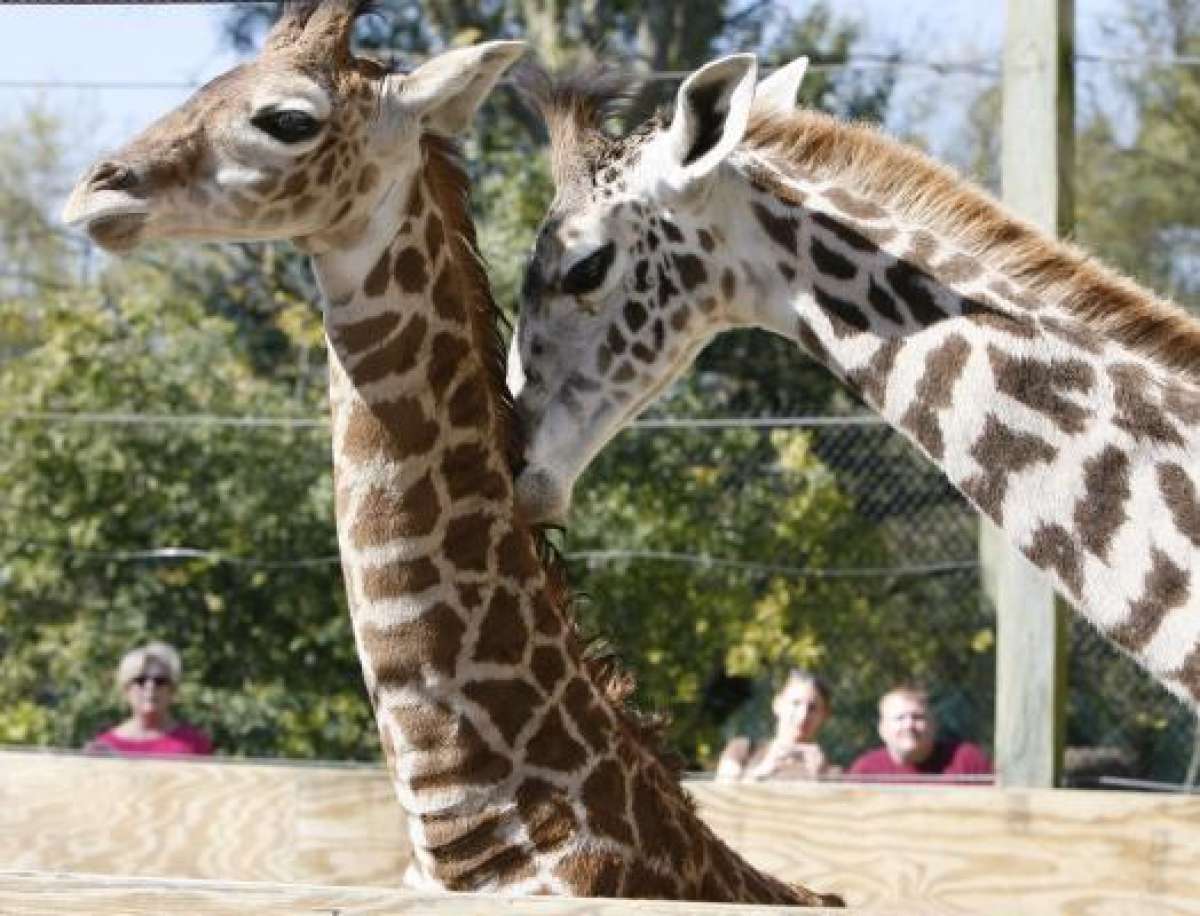 Houston Zoo will let families on food stamps enter for free